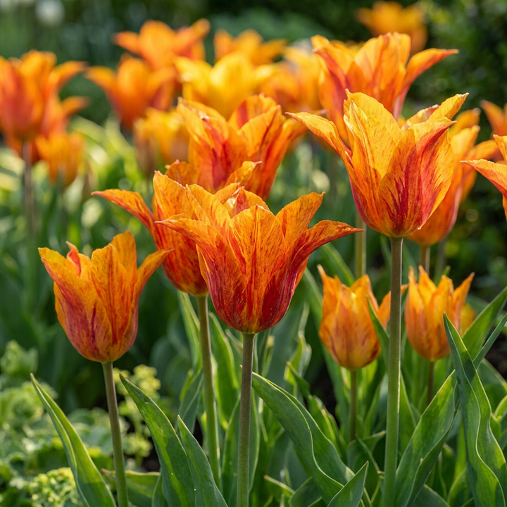 Tulp &