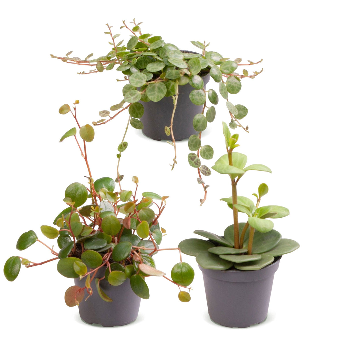 3x Baby Peperomia Mix - Groen - Rood - Tropisch - Ø6cm - ↕5-15cm, detail van het blad