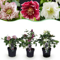 Lenten Rose, detail van het blad