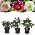 Lenten Rose, detail van het blad