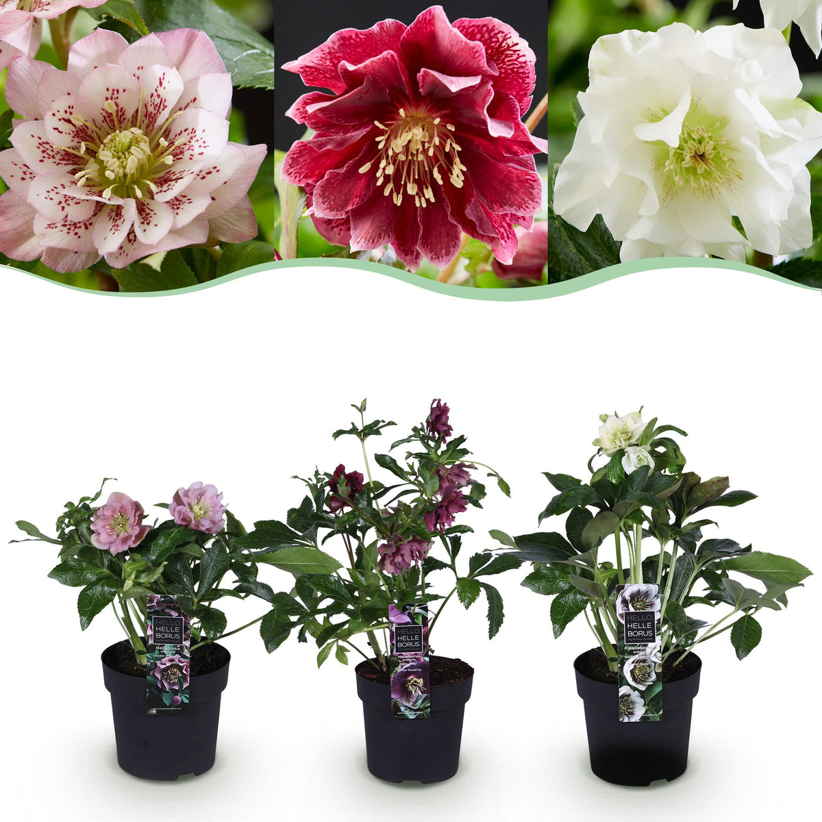 Lenten Rose, detail van het blad