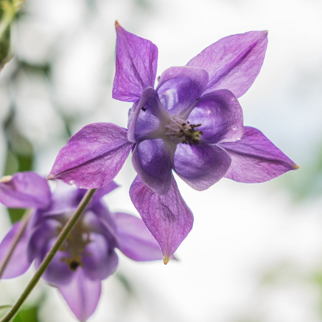 Aquilegia vulgaris, groene bladeren