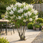 Gewone sering Mme Lemoine, heester met witte bloemen, gezonde plant