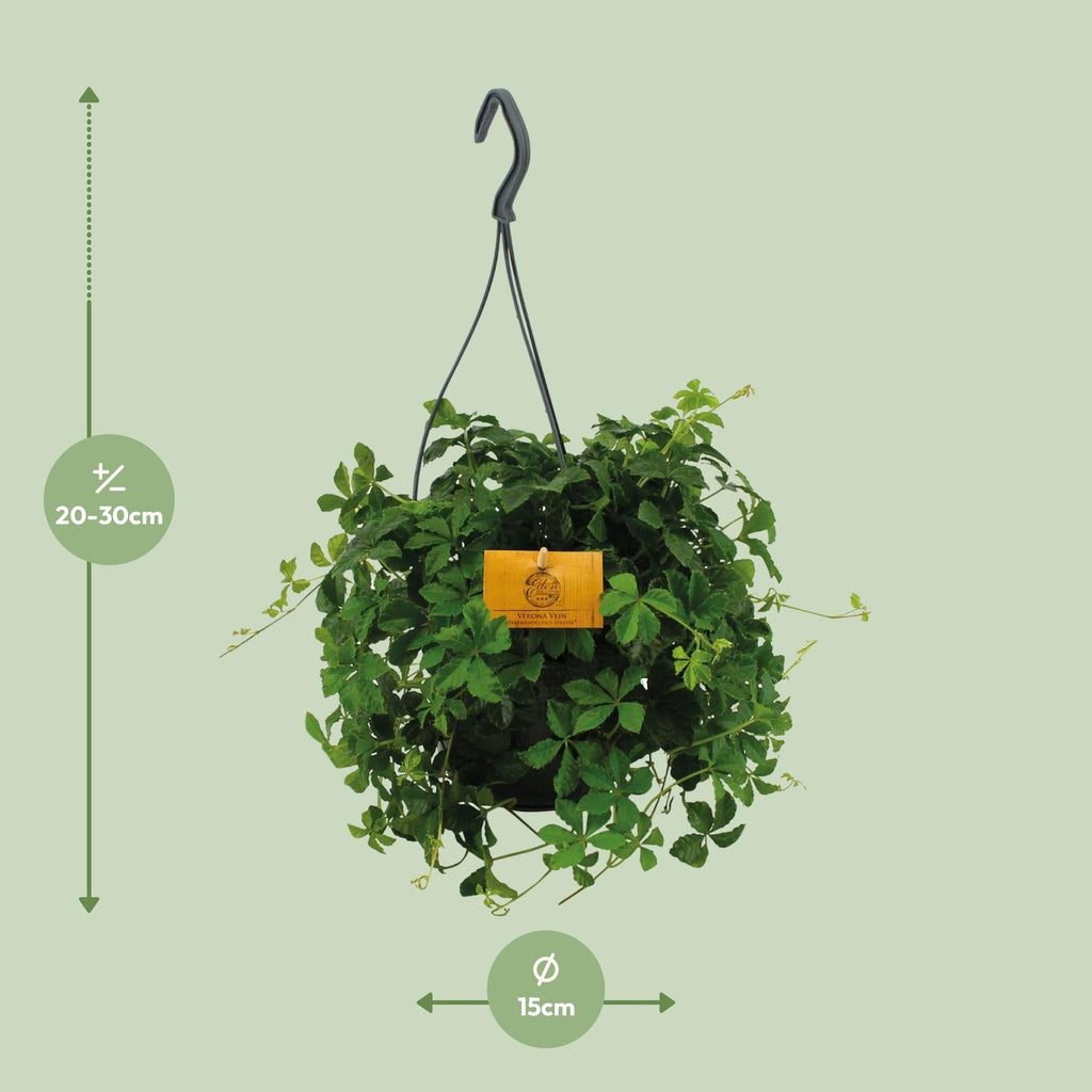 Detailfoto van Parthenocissus Striatha Hang
