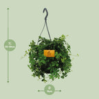 Detailfoto van Parthenocissus Striatha Hang