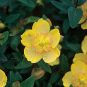 Hypericum calycinum