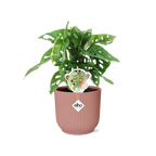 Productfoto van Monstera ‘Monkey Leaf’ in ELHO Vibes Fold 14cm roze