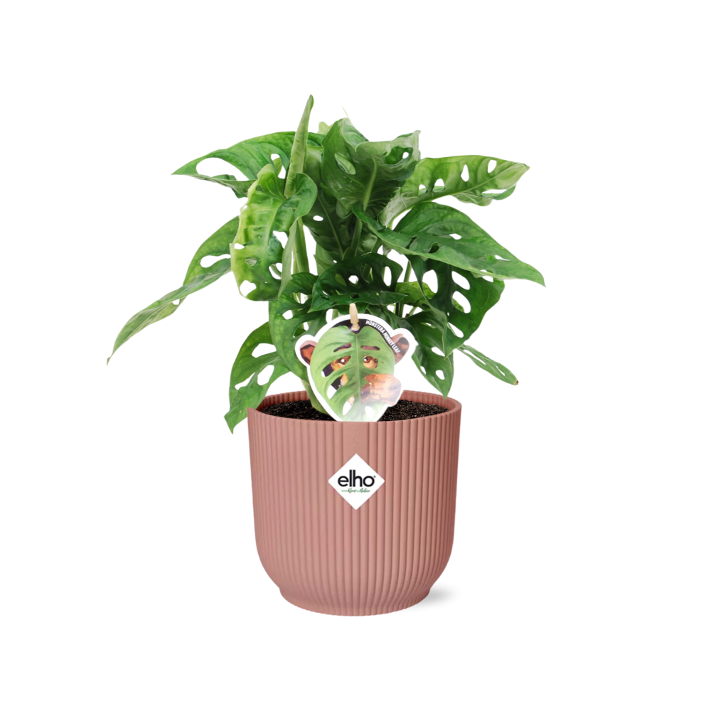 Productfoto van Monstera ‘Monkey Leaf’ in ELHO Vibes Fold 14cm roze