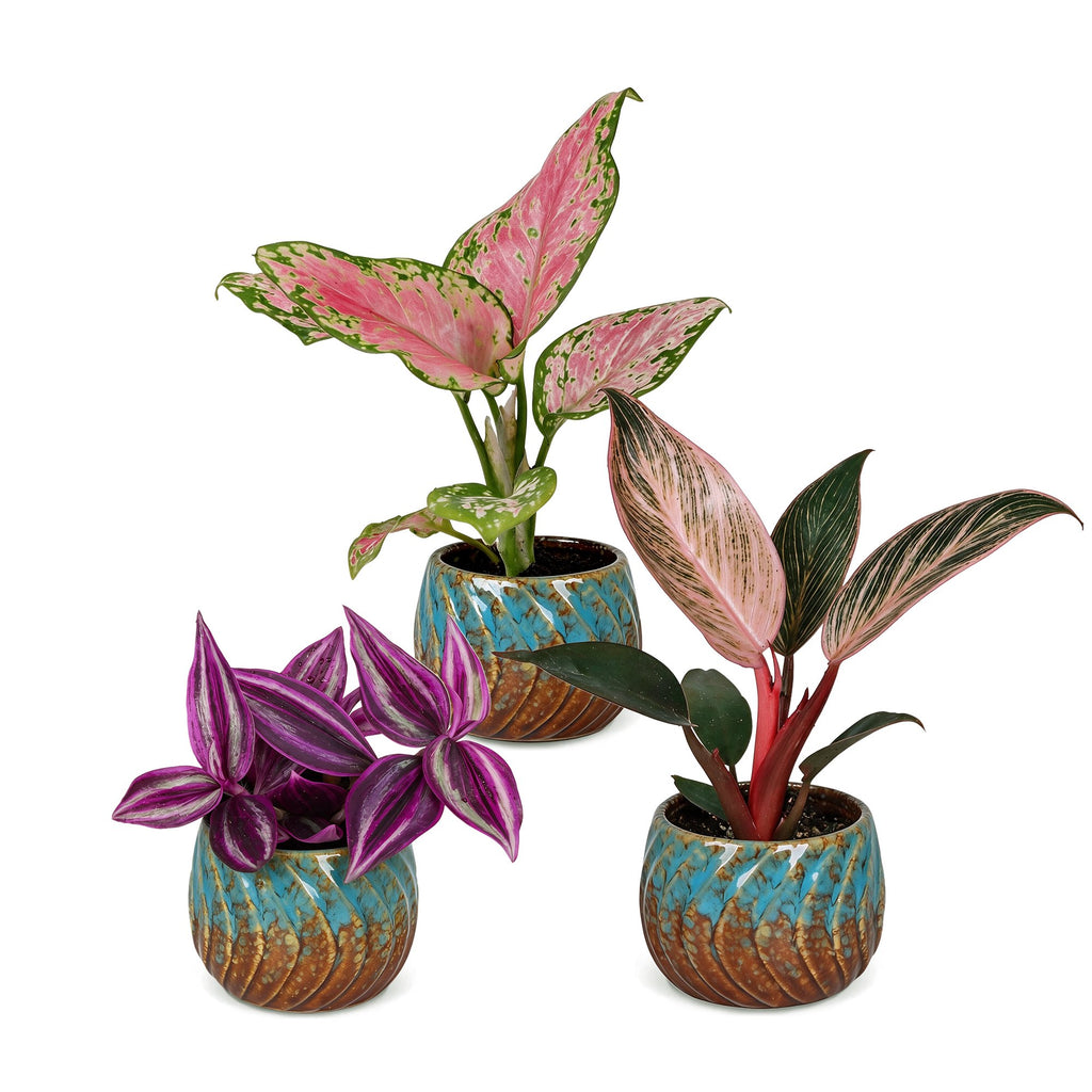 3x Baby Paradise Mix - Diversen - Tropisch - incl. Copper Reef - Ø6cm - ↕10-15cm, detail van het blad