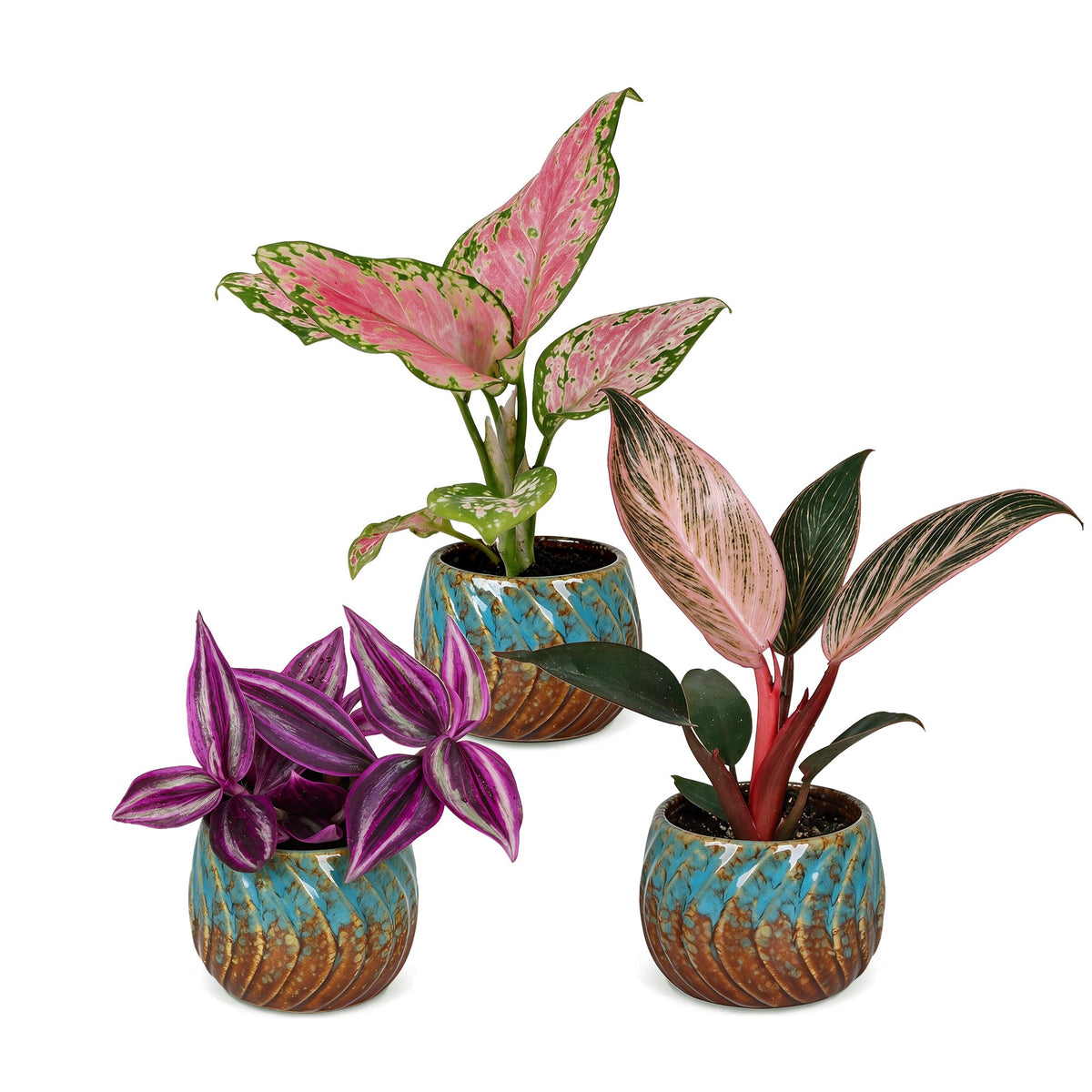 3x Baby Paradise Mix - Diversen - Tropisch - incl. Copper Reef - Ø6cm - ↕10-15cm, detail van het blad