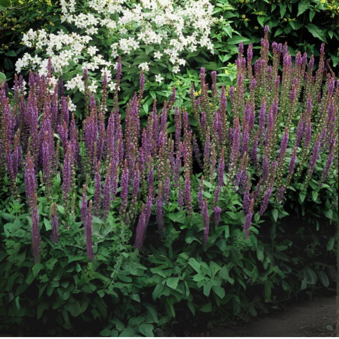 Salvia – 6 Pluggen | Kweek & Geniet van Prachtige Salvia, groene bladeren