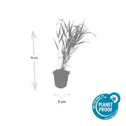 Hakonechloa macra