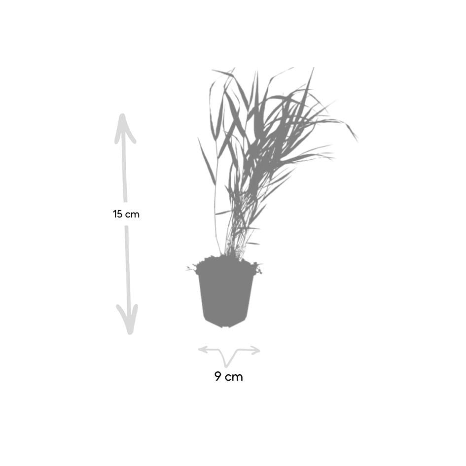 Hakonechloa macra, kenmerkend blad
