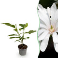 Magnolia stellata Royal Star, plant in pot