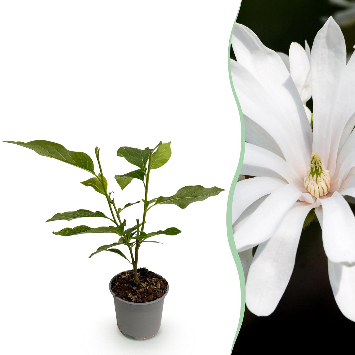 Magnolia stellata Royal Star, plant in pot