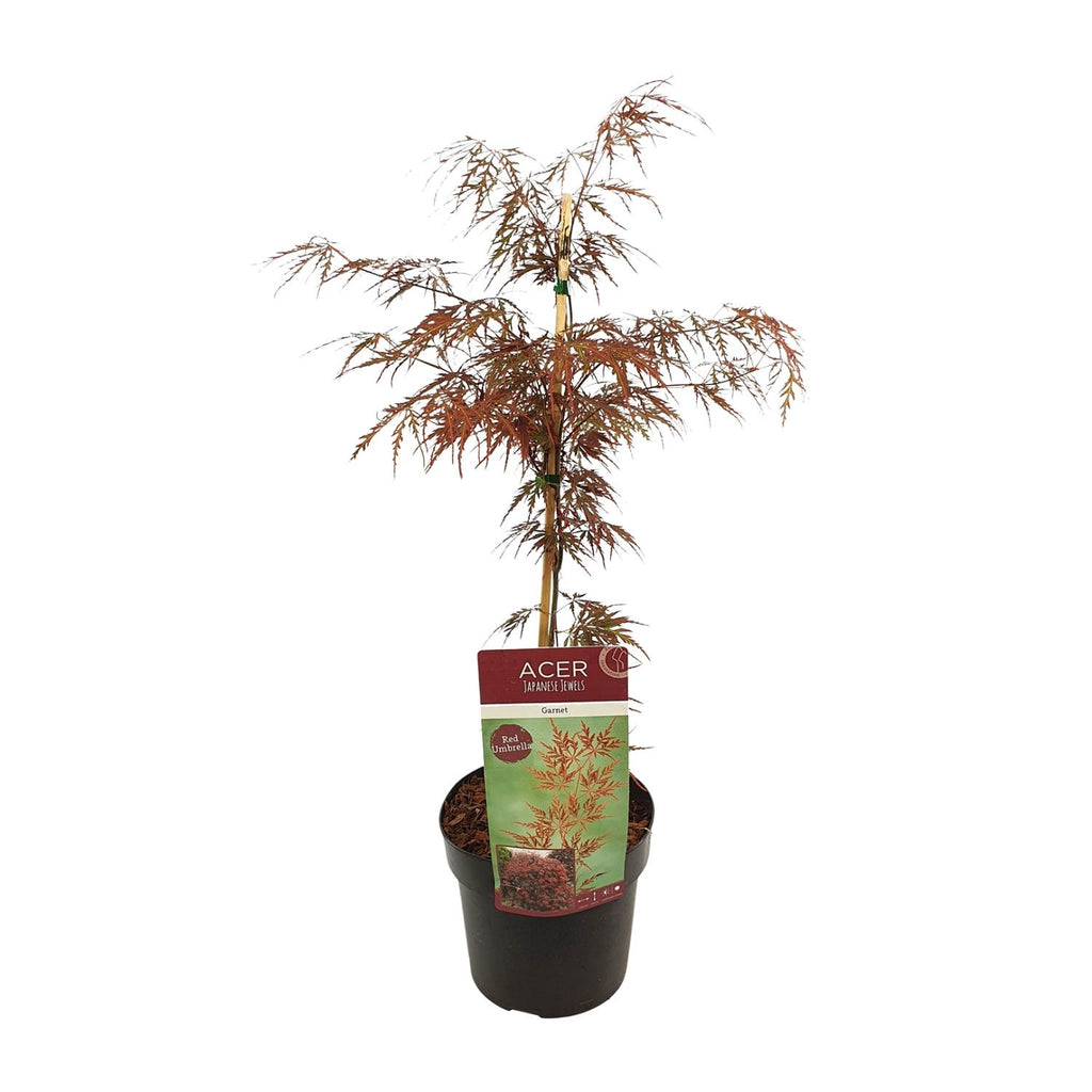 Detailfoto van Acer palm. 'Garnet'