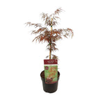 Detailfoto van Acer palm. 'Garnet'