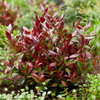 Leucothoe Little Flame, groene bladeren