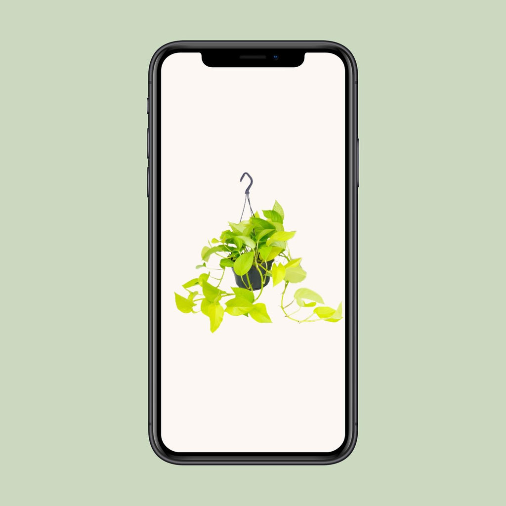 Detailfoto van Epipremnum 'Golden Pothos', geelgroen gemarmerd blad, 25 cm