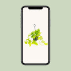 Detailfoto van Epipremnum 'Golden Pothos', geelgroen gemarmerd blad, 25 cm