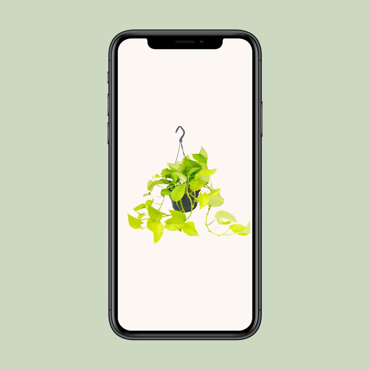 Detailfoto van Epipremnum 'Golden Pothos', geelgroen gemarmerd blad, 25 cm