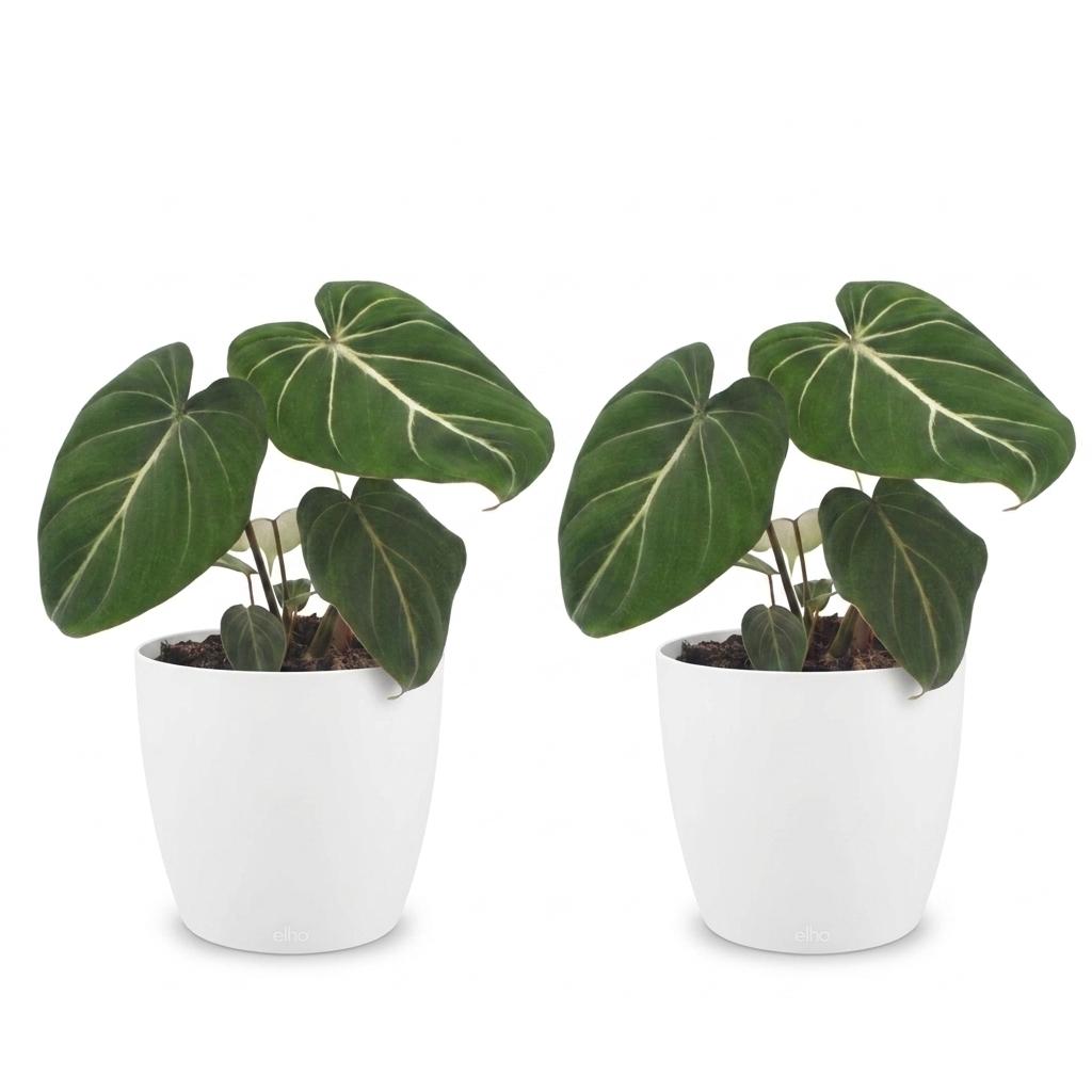 Philodendron gloriosum met witte pot, kenmerkend blad