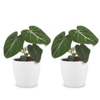 Philodendron gloriosum met witte pot, kenmerkend blad