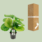Calathea Orbifolia, kenmerkend blad