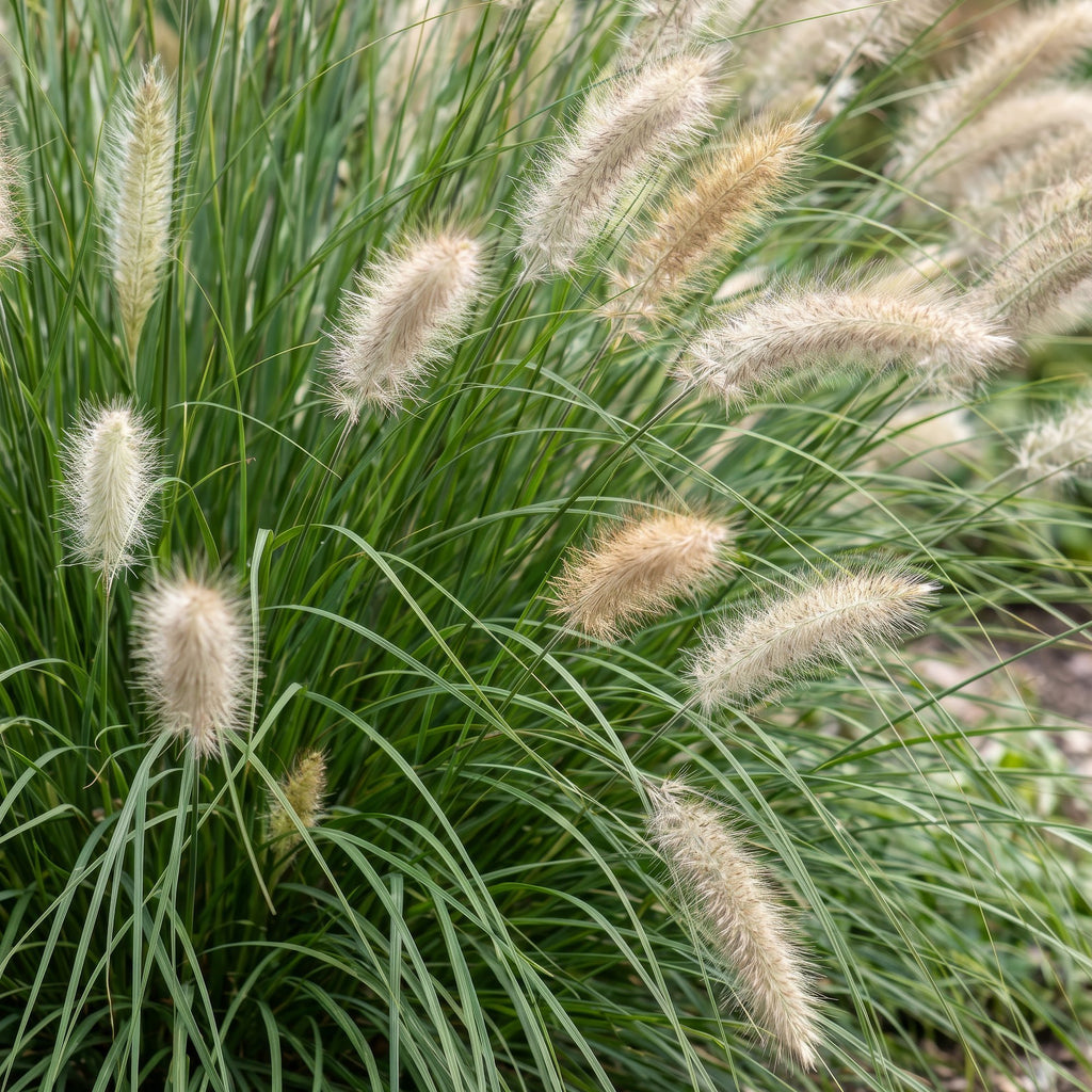 Pennisetum alop. Hameln - Lampenpoetsergras - Met Pluim, plant in pot