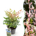 Nandina Twilight, plant in pot