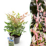Nandina Twilight