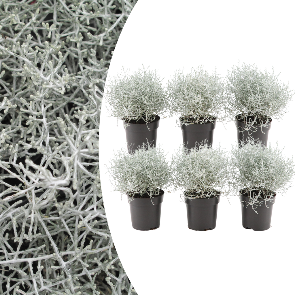 6x Calocephalus (Zilverstruikje), plant in pot