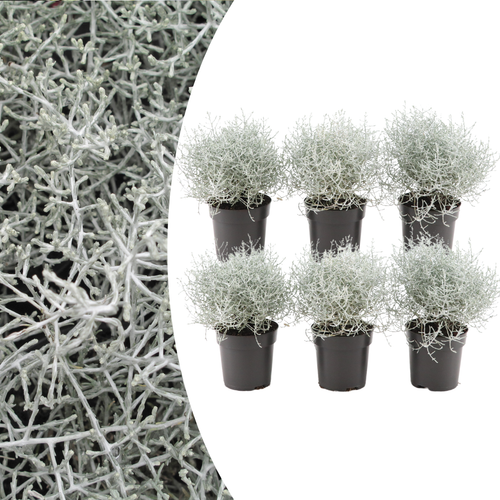 6x Calocephalus (Zilverstruikje), plant in pot