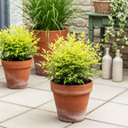 Nandina Lemon & Lime, plant in pot