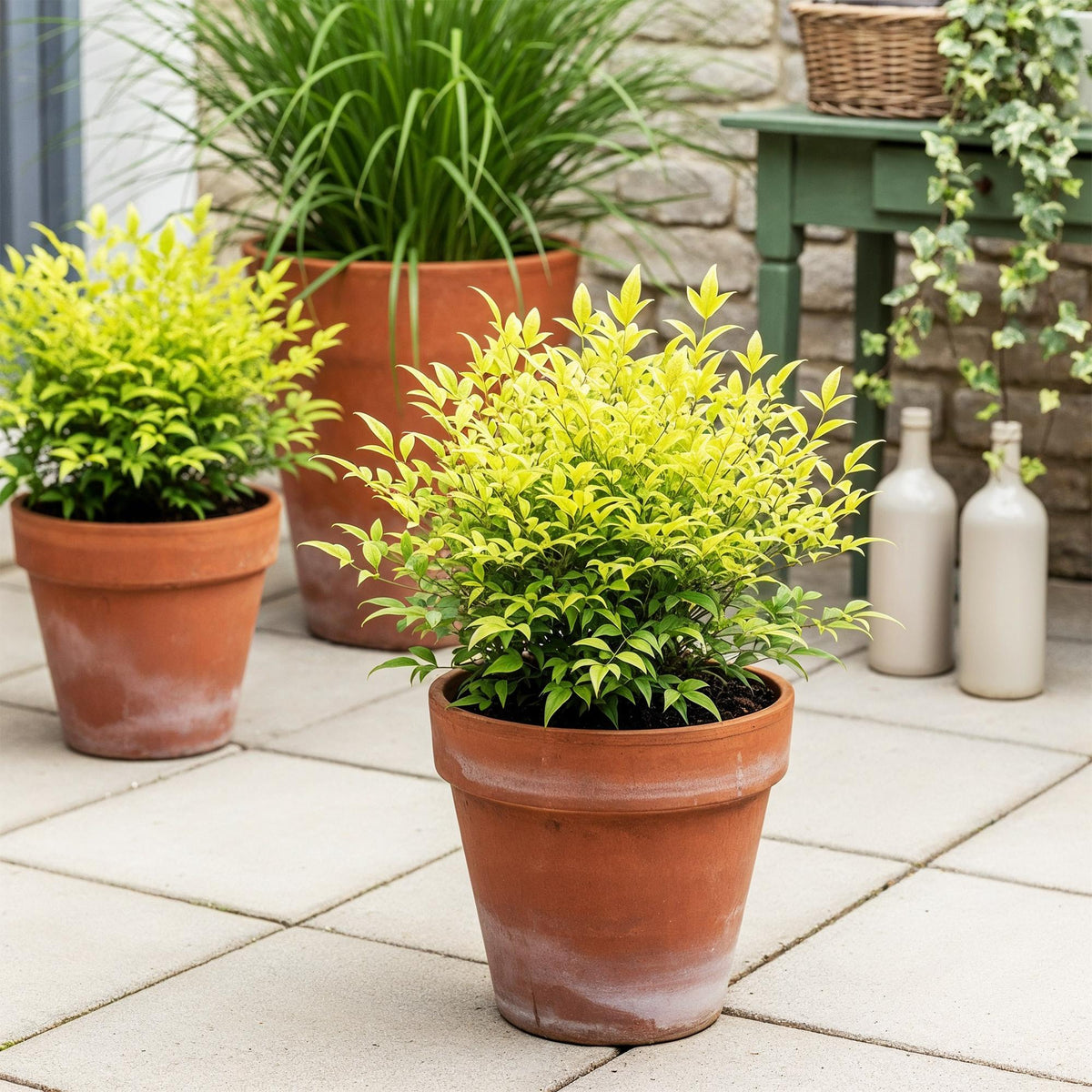 Nandina Lemon & Lime, plant in pot
