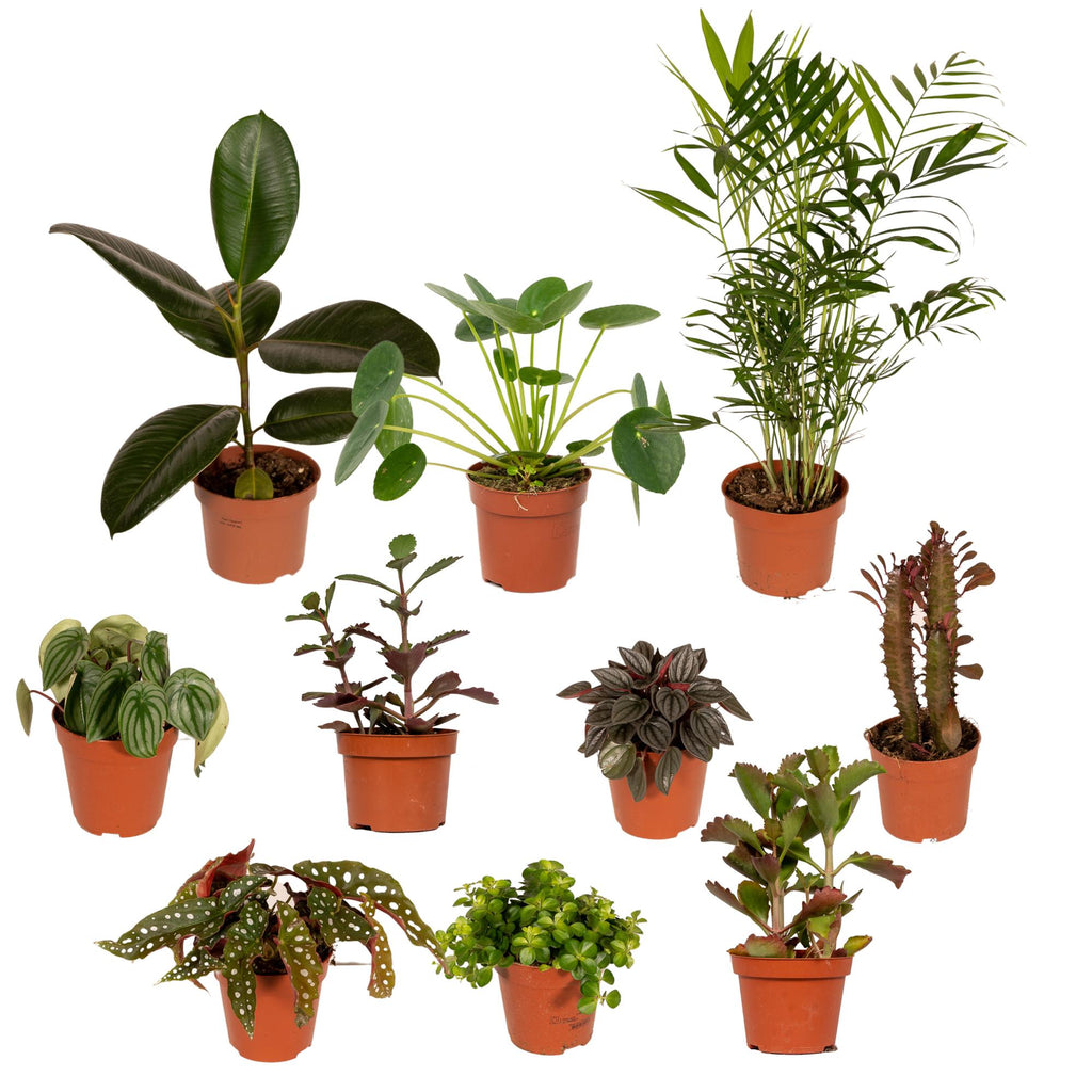 Productafbeelding van Pureplant