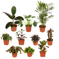Productafbeelding van Pureplant