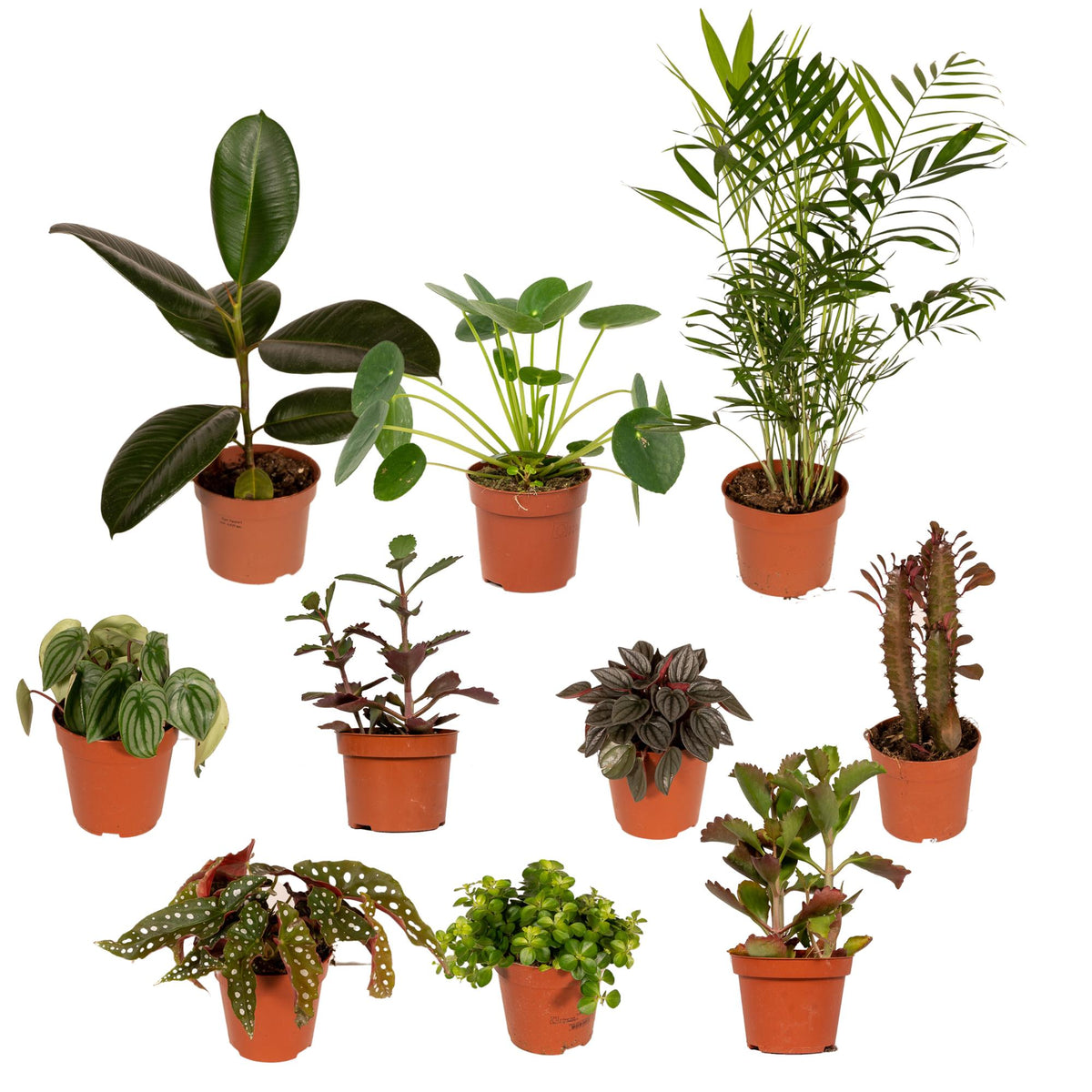 Productafbeelding van Pureplant