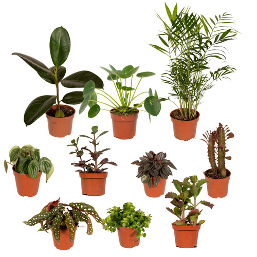 Productafbeelding van Pureplant