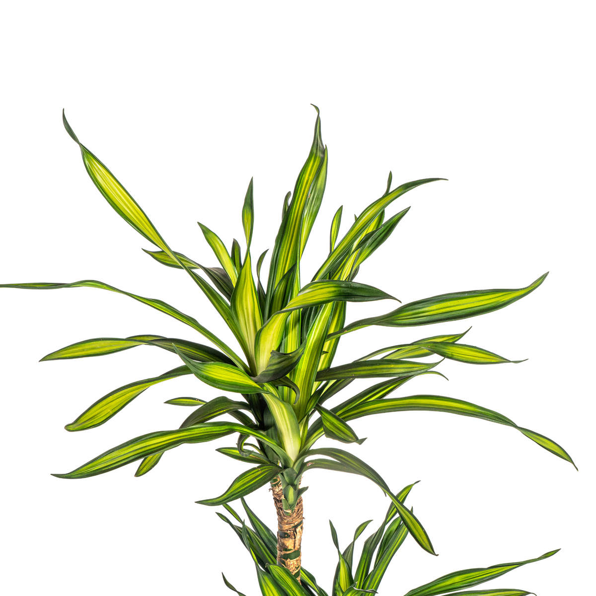 Dracaena Deremensis Rikki, detail van het blad