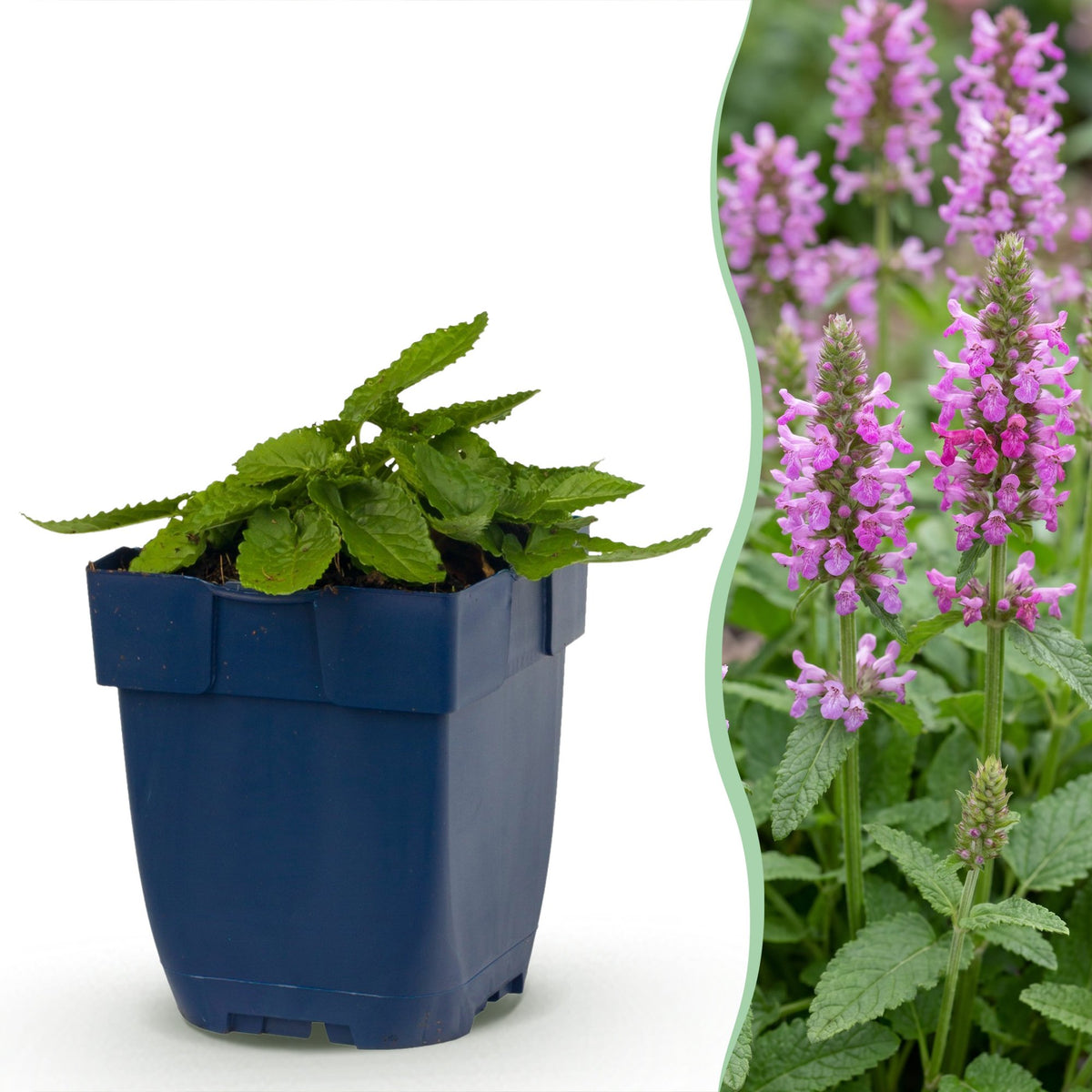 Stachys off. Ukkie - Ezeloor, kenmerkend blad