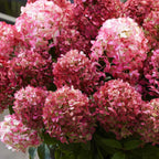 Pluimhortensia Living Little Rosy, plant in pot