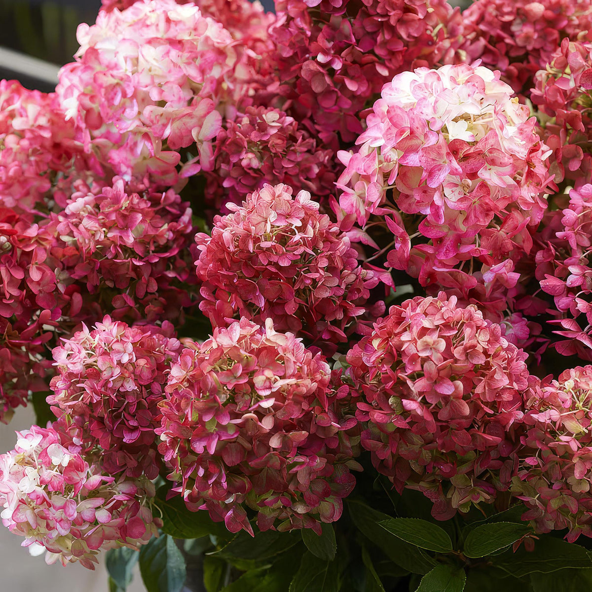 Pluimhortensia Living Little Rosy, plant in pot
