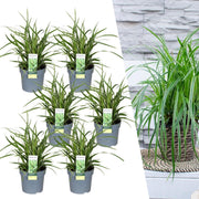 6 x Carex morrowi &