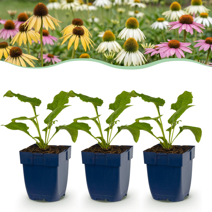 Echinacea Tricolour - Zonnehoed - Geel - Roze - Wit - 24 Planten