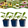 Echinacea Tricolour - Zonnehoed - Geel - Roze - Wit - 24 Planten
