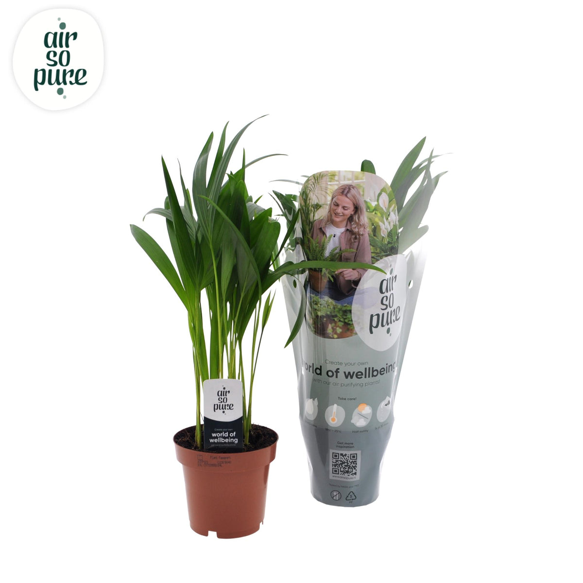 Productfoto van Dypsis Lutescens