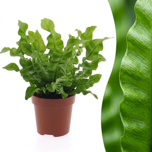 Asplenium Crispy Wave, 30 cm hoog, plant in pot