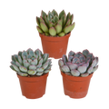 Echeveria mix, 3 stuks in Ø8,5 cm pot