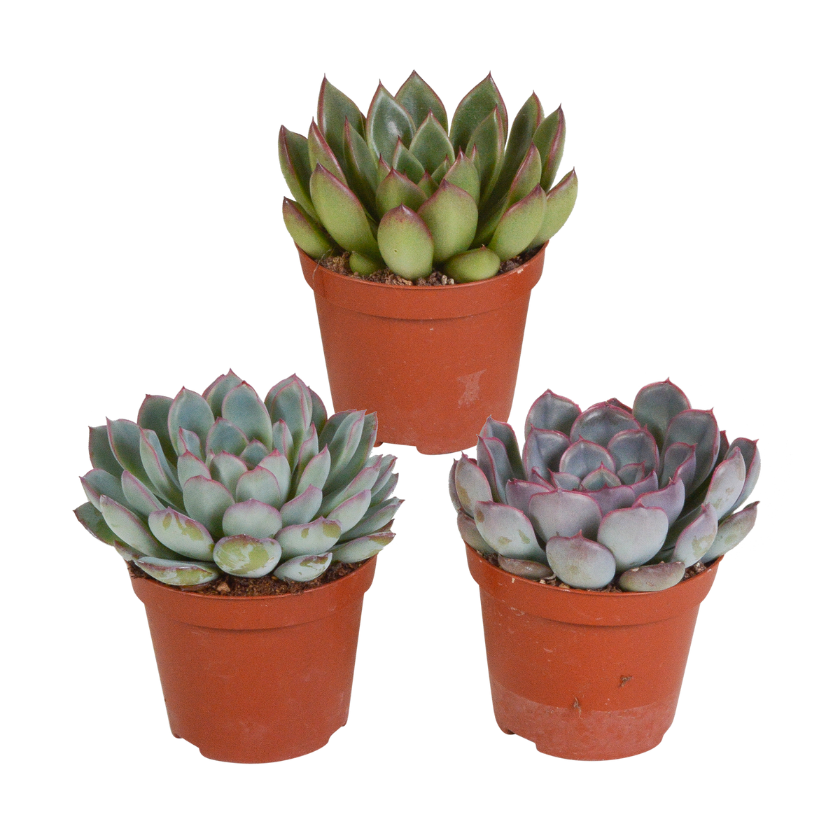 Echeveria mix, plant in pot